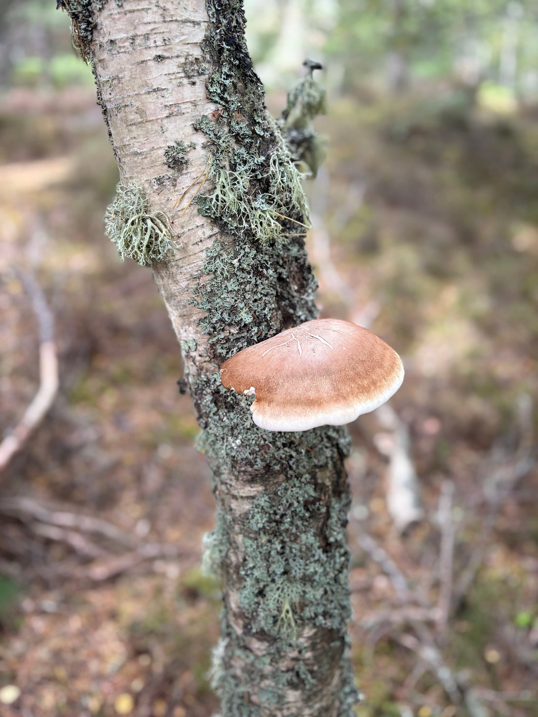 Birch Polypore vs Reishi: Scotland's Bioregional Alternative to an Imported Adaptogen