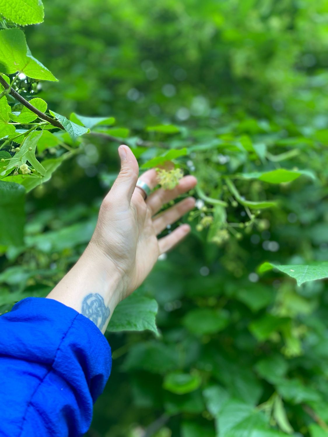 Lime Flower Tincture